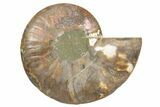 Cut & Polished Ammonite Fossil (Half) - Madagascar #345618-1